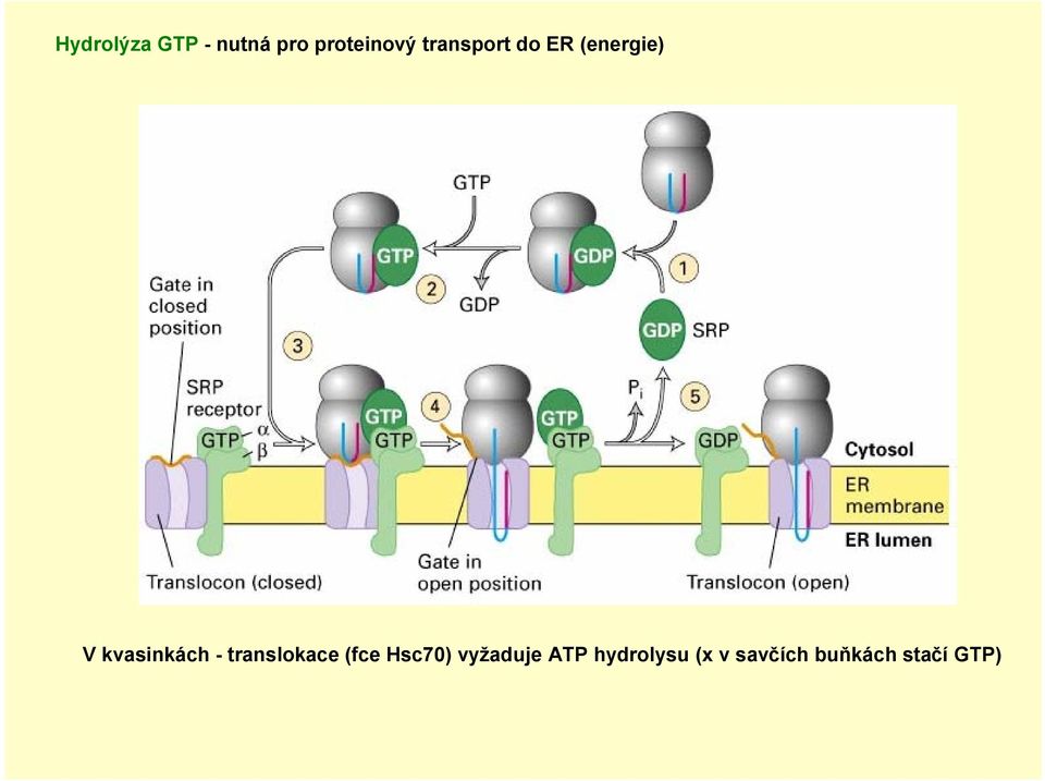 - translokace (fce Hsc70) vyžaduje ATP