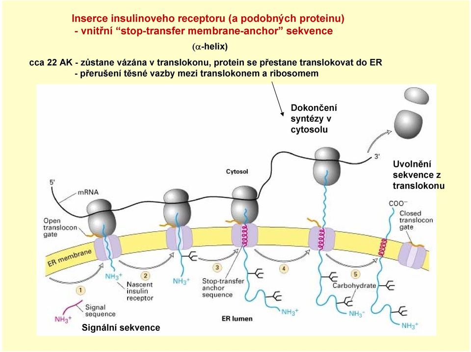 protein se přestane translokovat do ER -přerušení těsné vazby mezi translokonem a