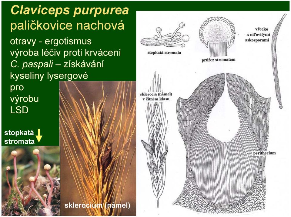 paspali získávání kyseliny lysergové pro výrobu