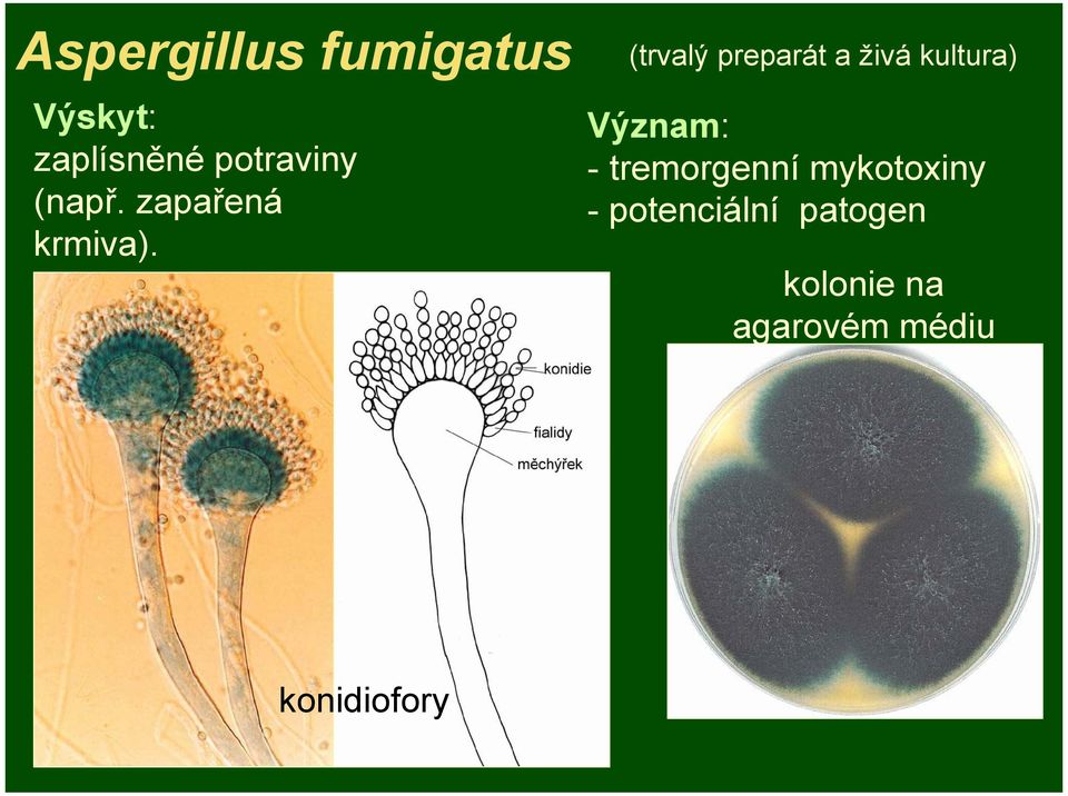 (trvalý preparát a živá kultura) Význam: -