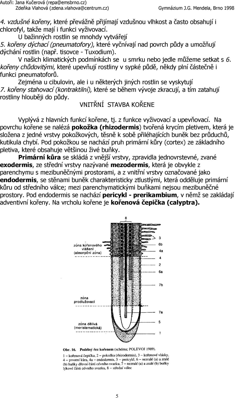 kořeny chůdovitými, které upevňují rostliny v sypké půdě, někdy plní částečně i funkci pneumatoforů. Zejména u cibulovin, ale i u některých jiných rostlin se vyskytují 7.