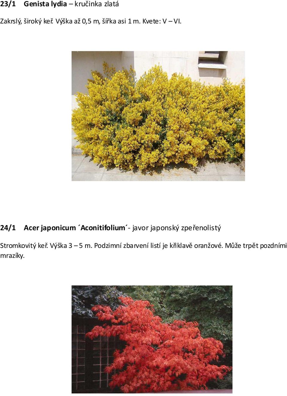 24/1 Acer japonicum Aconitifolium - javor japonský zpeřenolistý