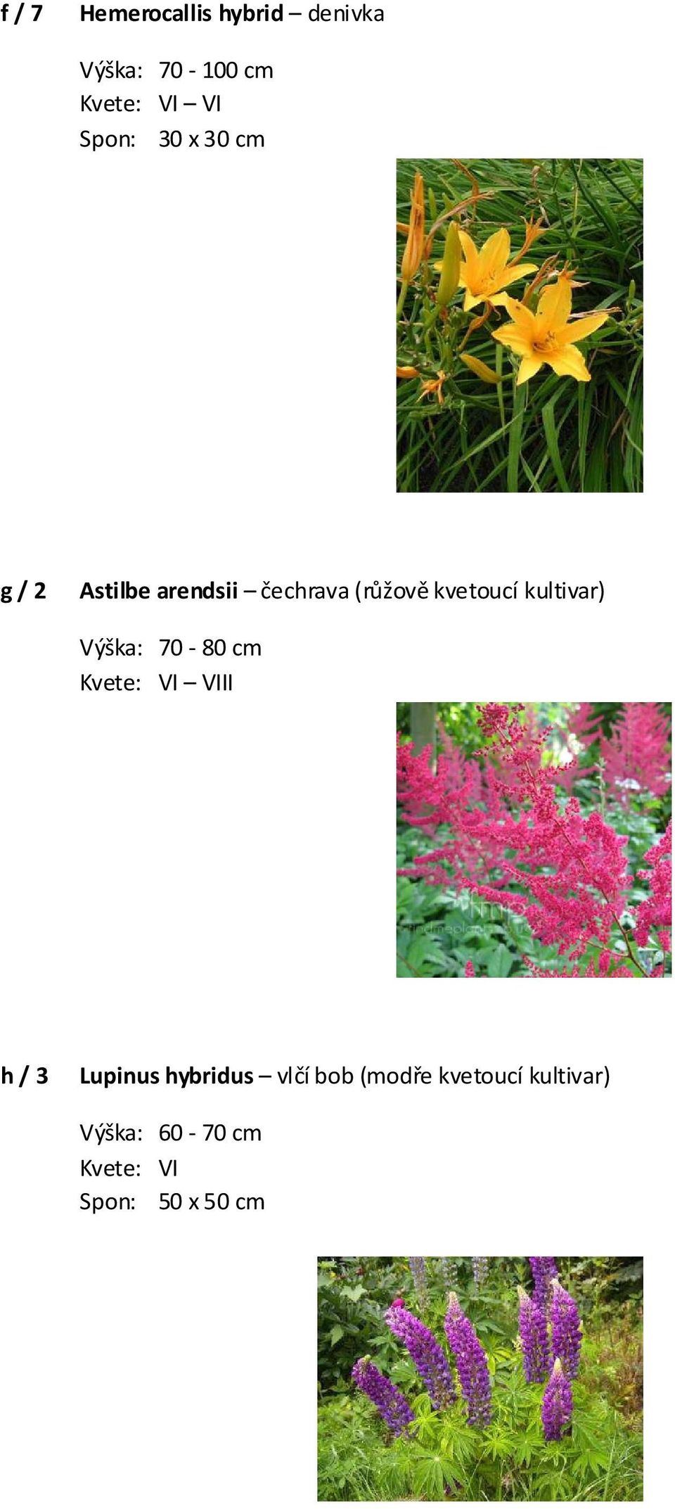 kultivar) Výška: 70-80 cm Kvete: VI VIII h / 3 Lupinus hybridus