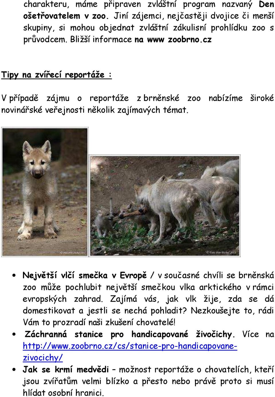 Největší vlčí smečka v Evropě / v současné chvíli se brněnská zoo může pochlubit největší smečkou vlka arktického v rámci evropských zahrad.