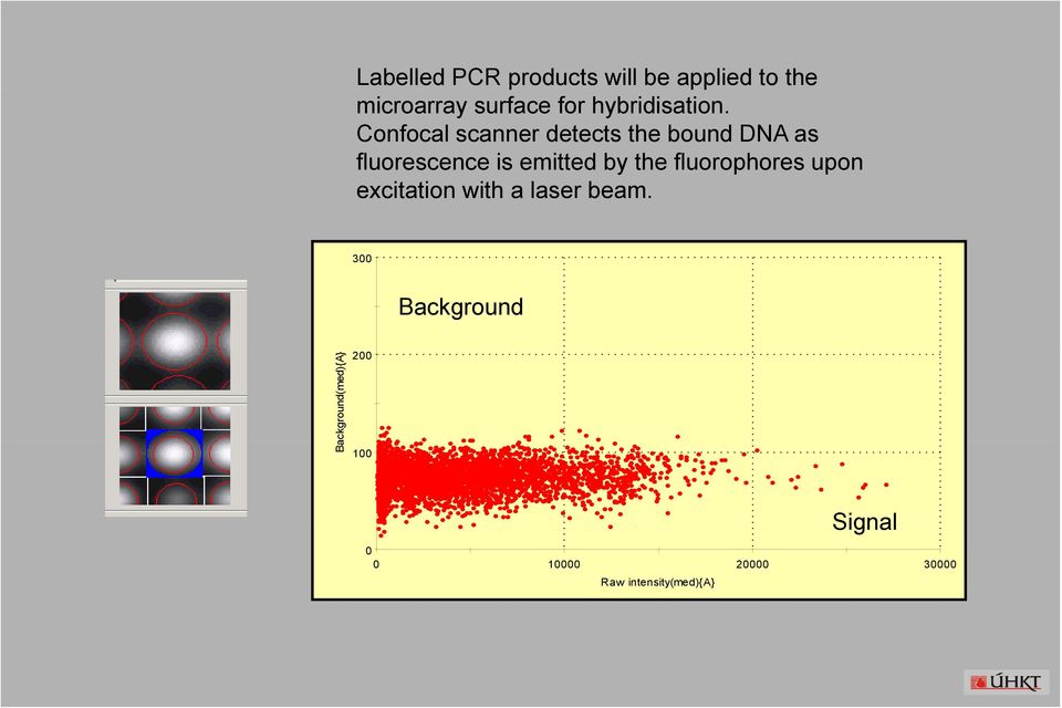 Confocal scanner detects the bound DNA as fluorescence is emitted by the