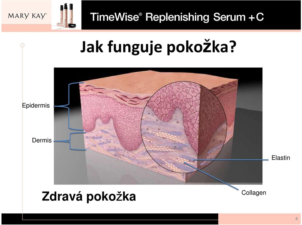 Epidermis Dermis