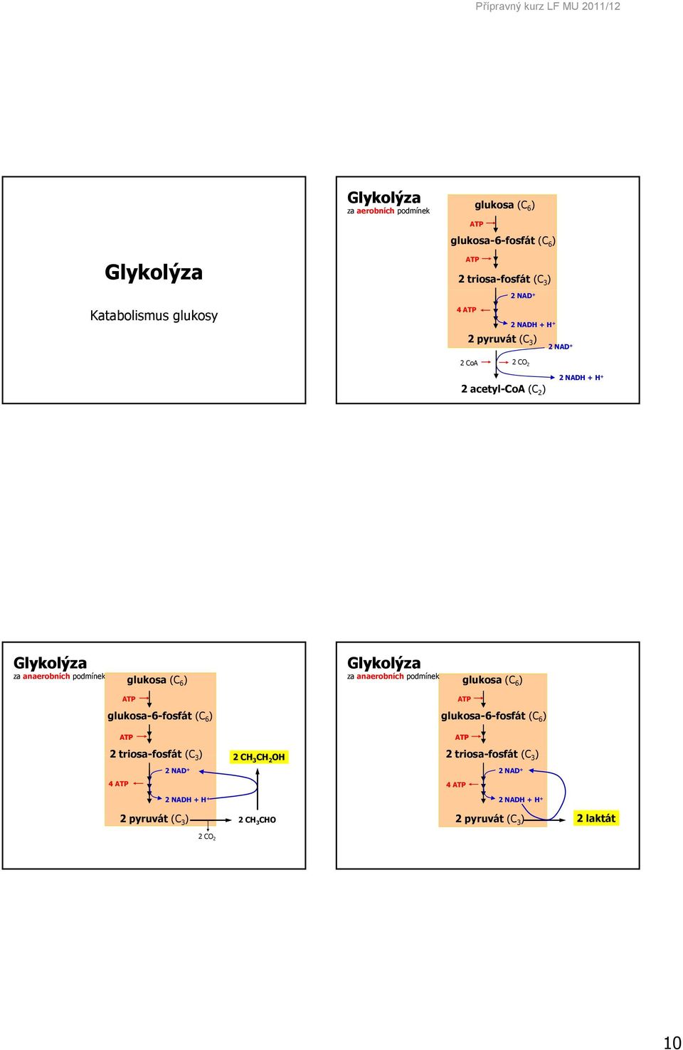 glukosa (C 6 ) Glykolýza za anaerobních podmínek glukosa (C 6 ) AT glukosa-6-fosfát (C 6 ) AT 2triosa-fosfát (C 3 ) 4 AT 2 NAD + 2 NADH + H + 2CH