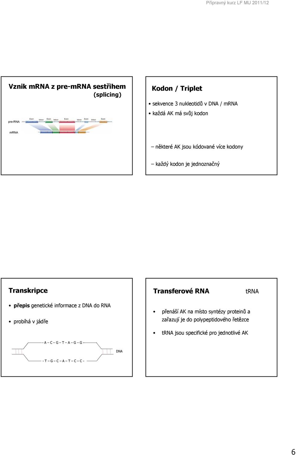 Transferové RNA trna přepis genetické informace z DNA do RNA probíhá v jádře přenáší AK na místo syntézy