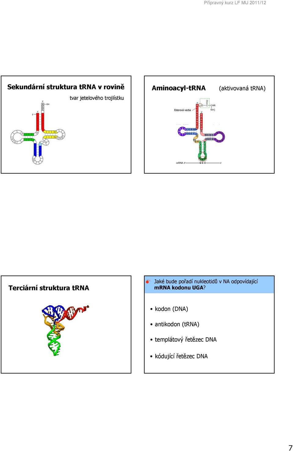 Terciární struktura trna Jaké bude pořadí nukleotidů v NA odpovídající