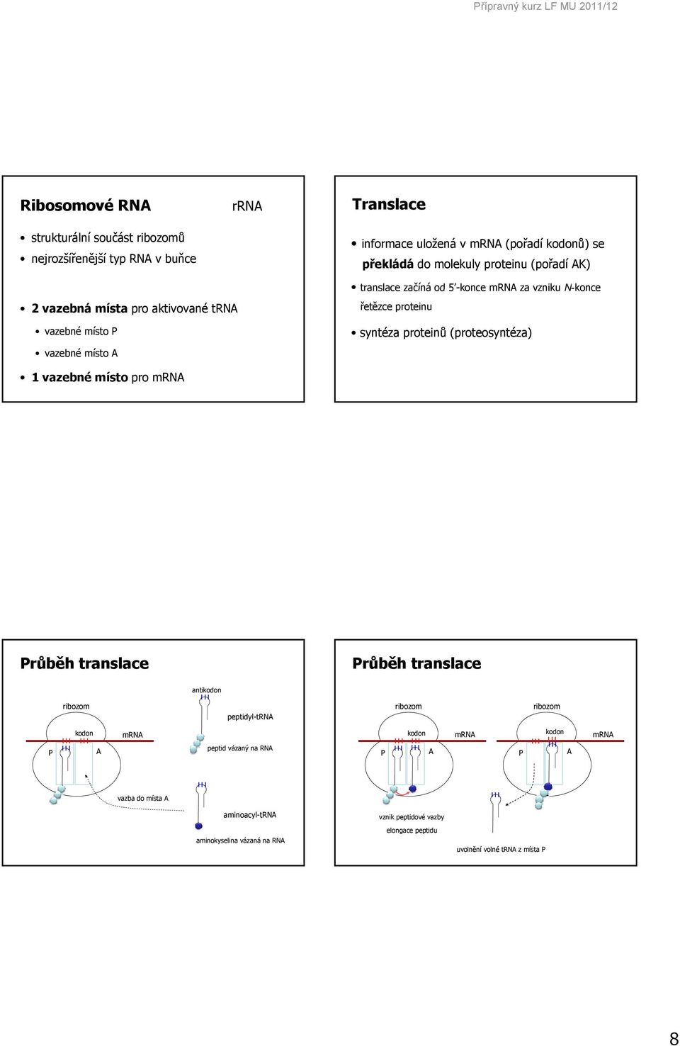 řetězce proteinu syntéza proteinů (proteosyntéza) 1 vazebné místo pro růběh translace růběh translace ribozom antikodon peptidyl-trna ribozom ribozom kodon