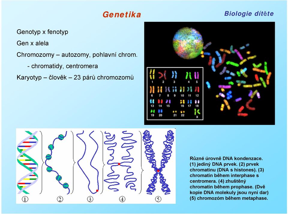 (1) jediný DNA prvek. (2) prvek chromatinu (DNA s histones).