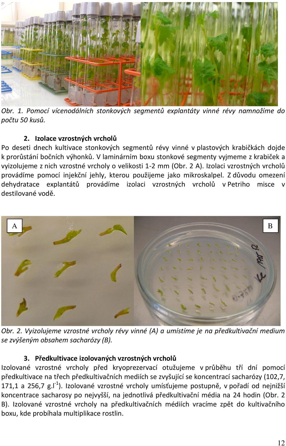 V laminárním boxu stonkové segmenty vyjmeme z krabiček a vyizolujeme z nich vzrostné vrcholy o velikosti 1-2 mm (Obr. 2 A).