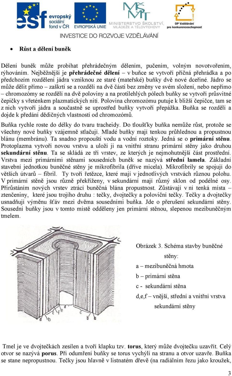 Jádro se může dělit přímo zaškrtí se a rozdělí na dvě části bez změny ve svém složení, nebo nepřímo chromozómy se rozdělí na dvě poloviny a na protilehlých pólech buňky se vytvoří průsvitné čepičky s