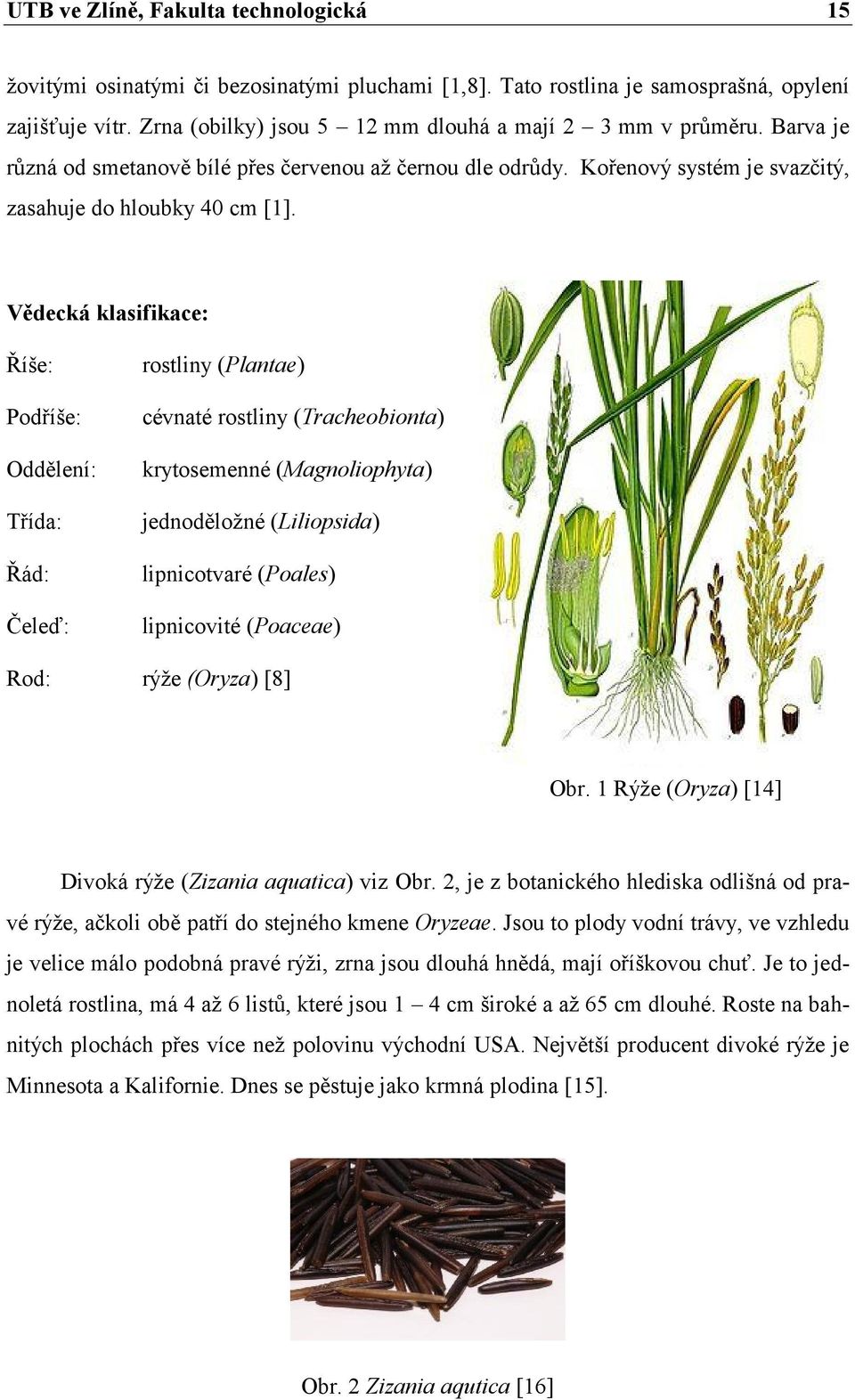 Vědecká klasifikace: Říše: Podříše: Oddělení: Třída: Řád: Čeleď: rostliny (Plantae) cévnaté rostliny (Tracheobionta) krytosemenné (Magnoliophyta) jednoděložné (Liliopsida) lipnicotvaré (Poales)