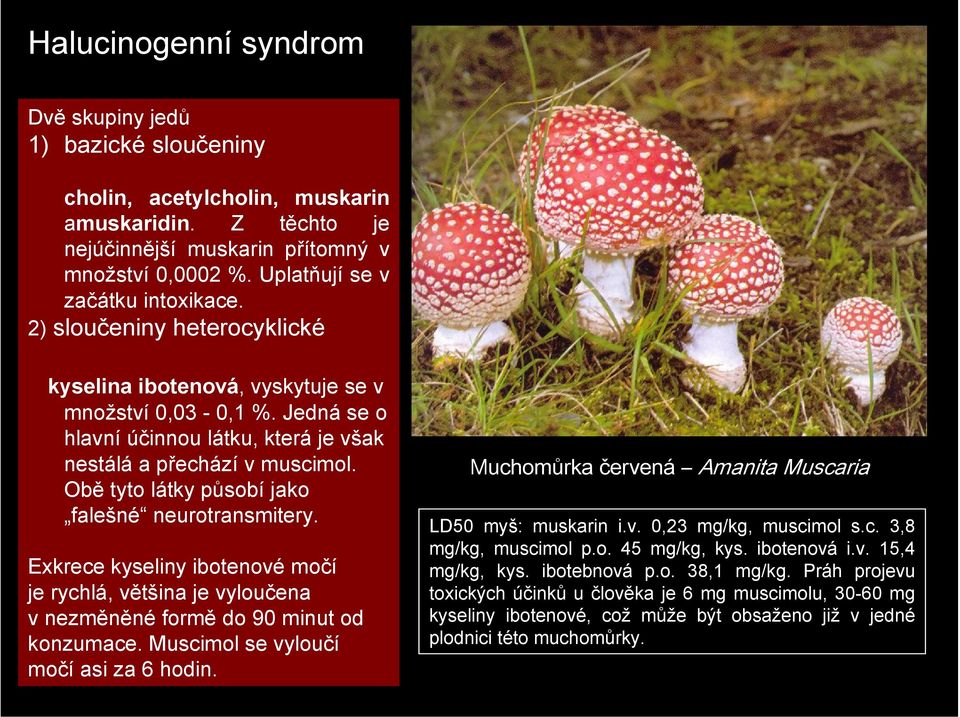 Obě tyto látky působí jako falešné neurotransmitery. Exkrece kyseliny ibotenové močí je rychlá, většina je vyloučena v nezměněné formě do 90 minut od konzumace.