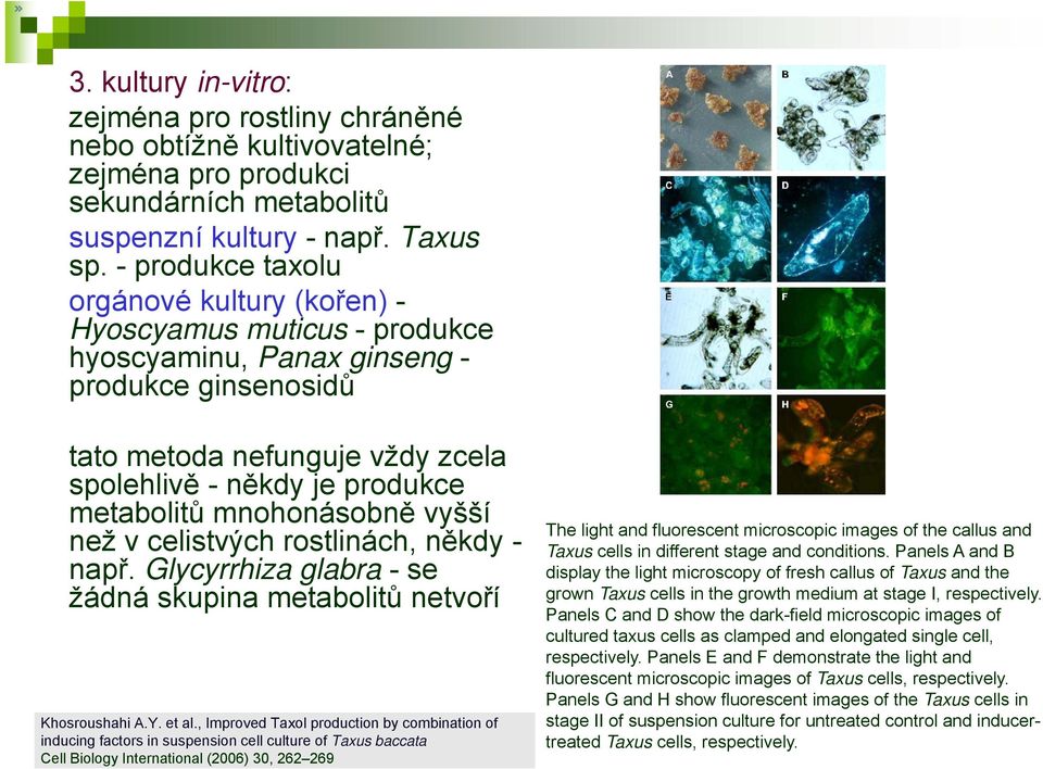 mnohonásobně vyšší než v celistvých rostlinách, někdy - např. Glycyrrhiza glabra -se žádná skupina metabolitů netvoří Khosroushahi A.Y. et al.