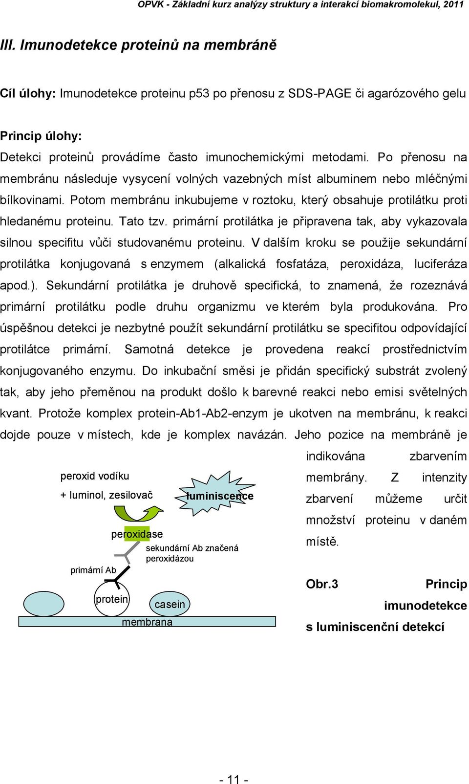 primární protilátka je připravena tak, aby vykazovala silnou specifitu vůči studovanému proteinu.