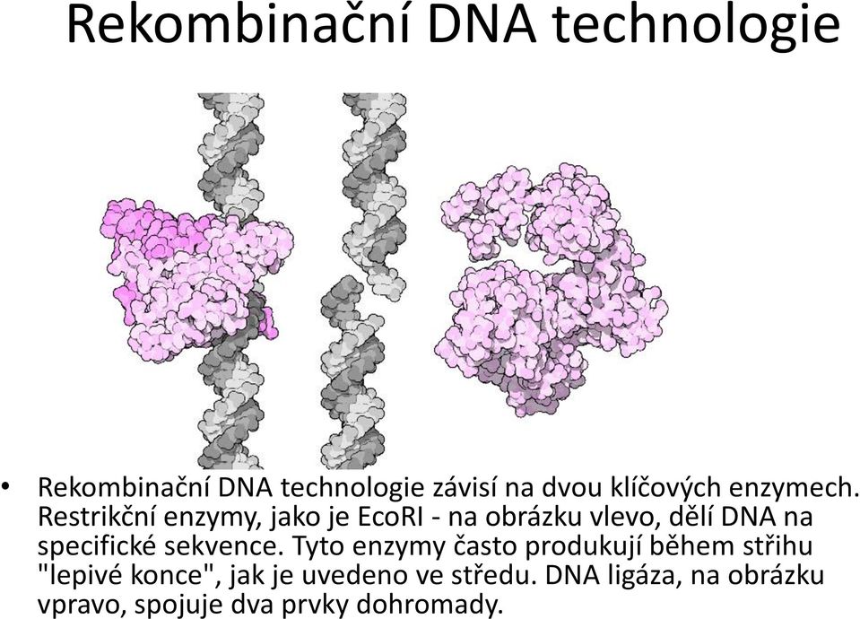 Restrikční enzymy, jako je EcoRI - na obrázku vlevo, dělí DNA na specifické