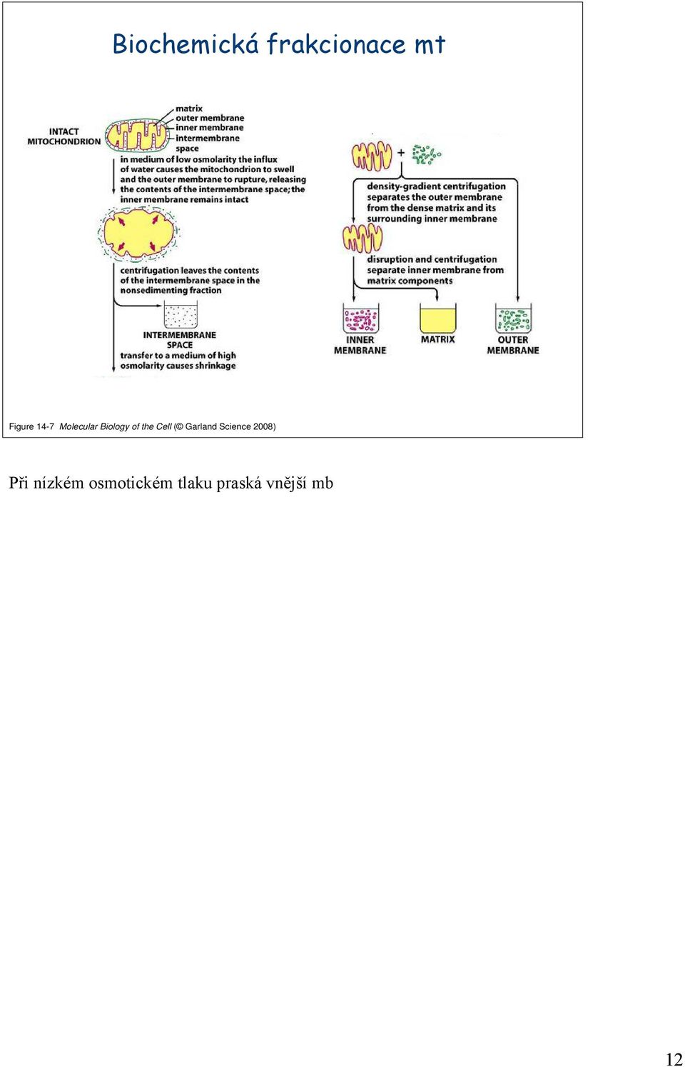 ( Garland Science 2008) Při nízkém