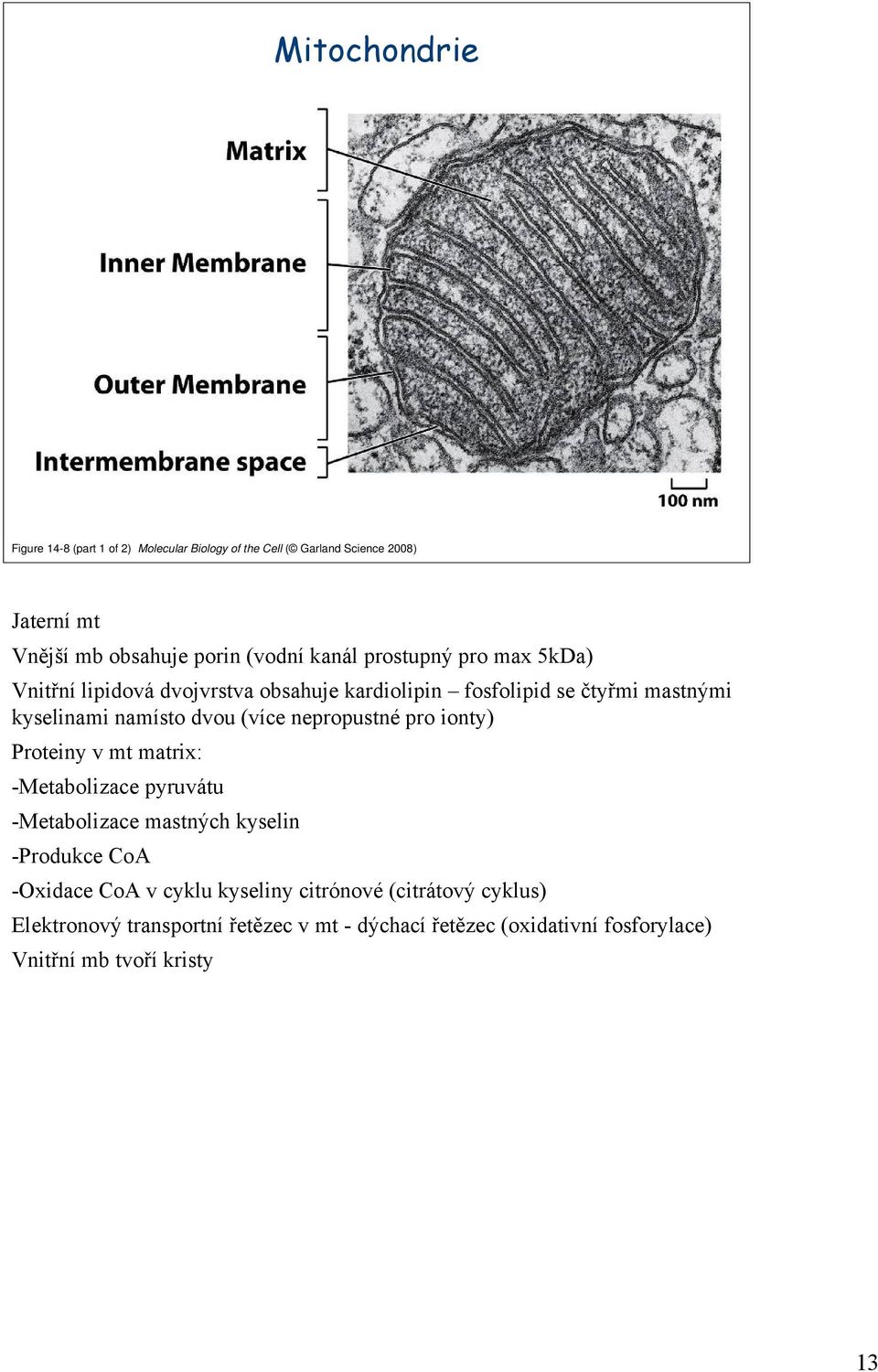 nepropustné pro ionty) Proteiny v mt matrix: -Metabolizace pyruvátu -Metabolizace mastných kyselin -Produkce CoA -Oxidace CoA v cyklu