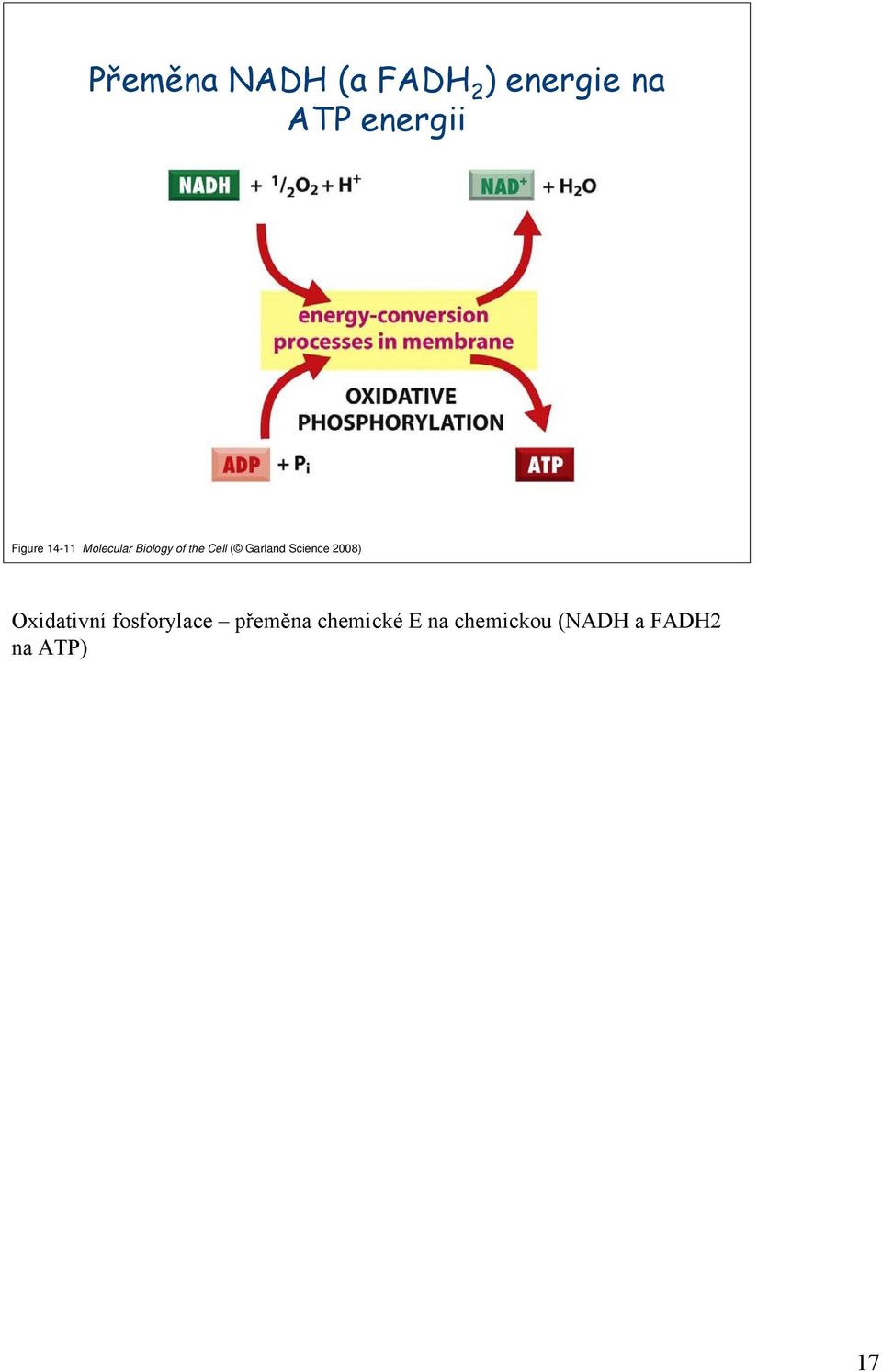 Garland Science 2008) Oxidativní fosforylace