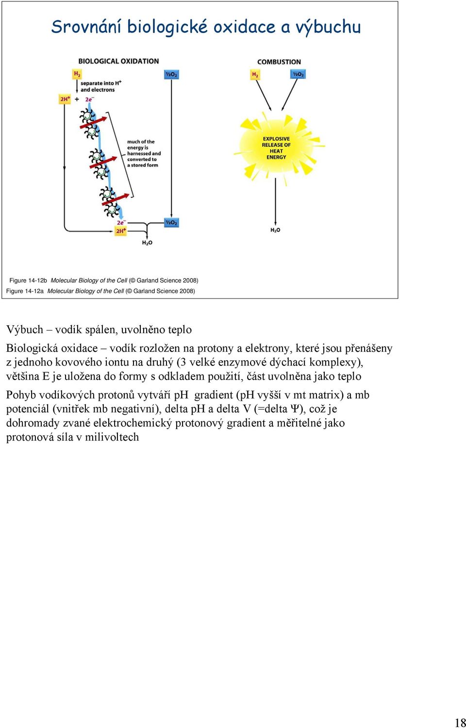 enzymové dýchací komplexy), většina E je uložena do formy s odkladem použití, část uvolněna jako teplo Pohyb vodíkových protonů vytváří ph gradient (ph vyšší v mt