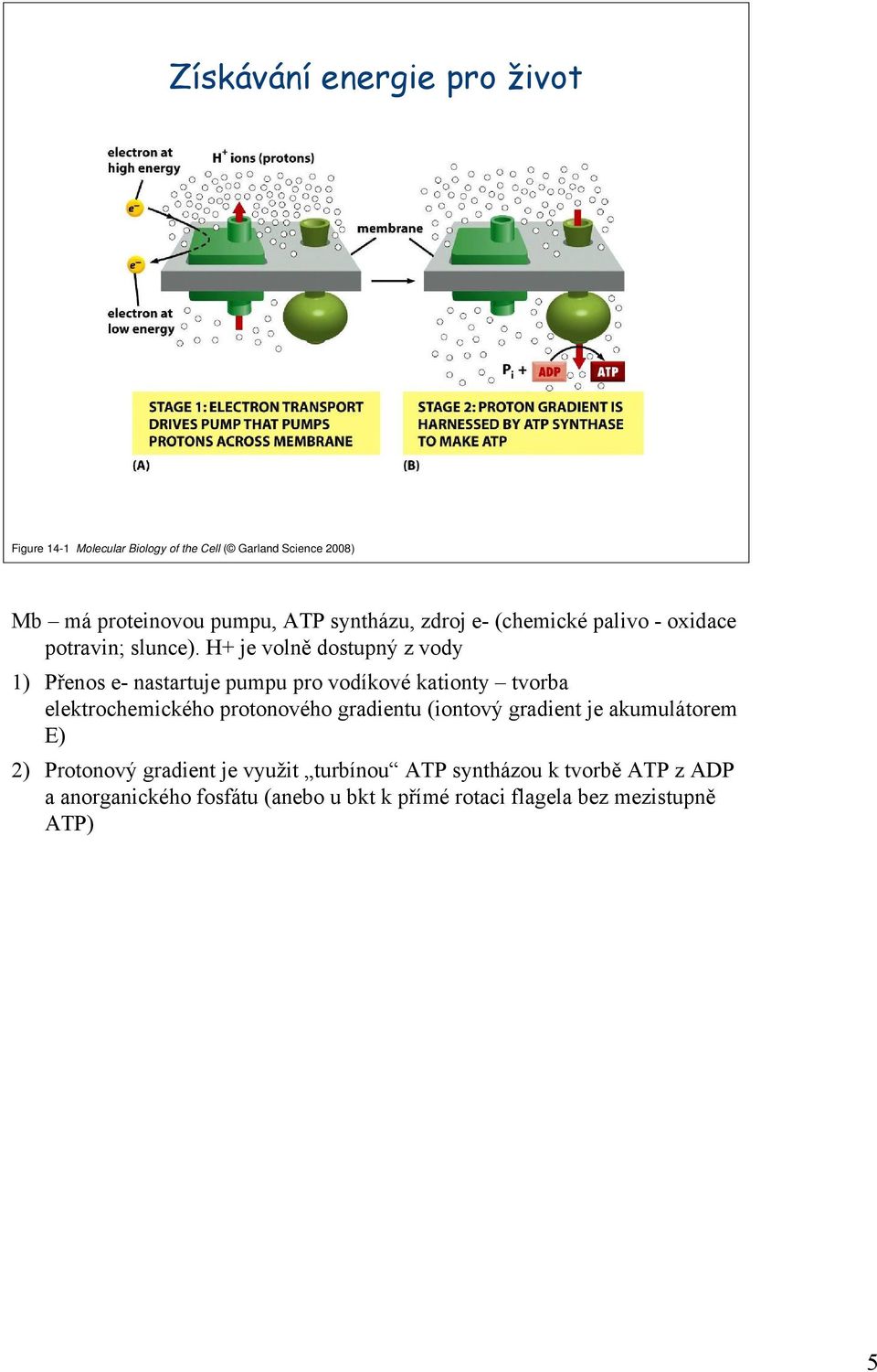 H+ je volně dostupný z vody 1) Přenos e- nastartuje pumpu pro vodíkové kationty tvorba elektrochemického protonového gradientu