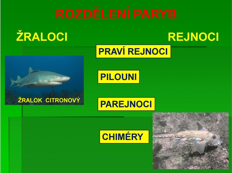 REJNOCI PILOUNI