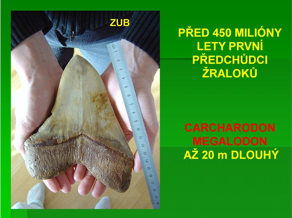 ŽRALOKŮ CARCHARODON