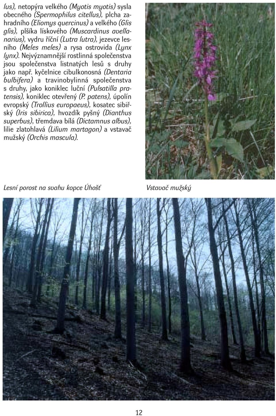 kyčelnice cibulkonosná (Dentaria bulbifera) a travinobylinná společenstva s druhy, jako koniklec luční (Pulsatilla pratensis), koniklec otevřený (P.