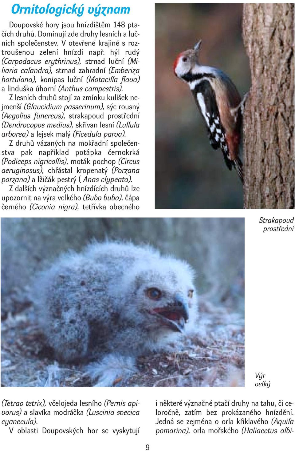 Z lesních druhů stojí za zmínku kulíšek nejmenší (Glaucidium passerinum), sýc rousný (Aegolius funereus), strakapoud prostřední (Dendrocopos medius), skřivan lesní (Lullula arborea) a lejsek malý