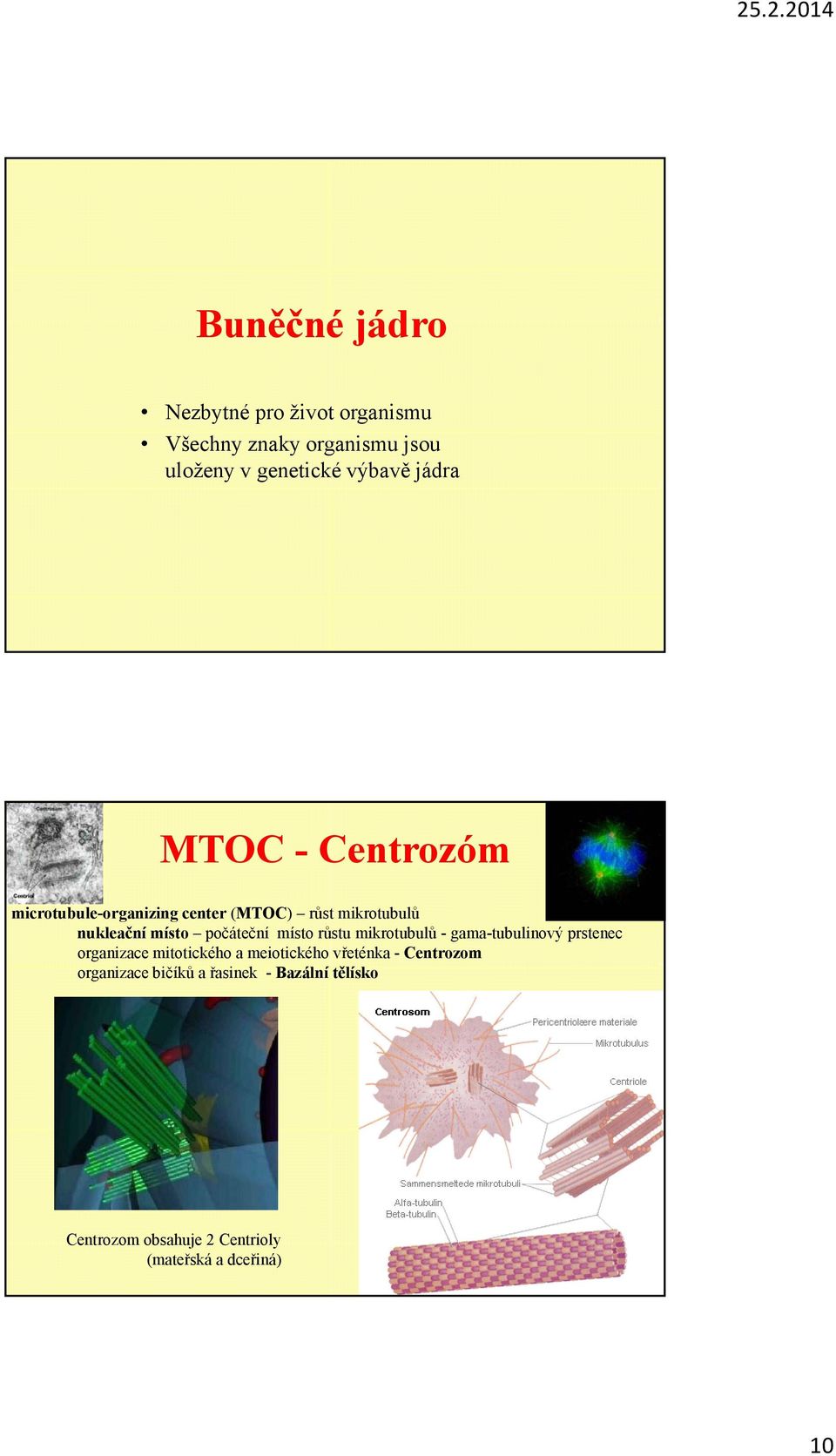 místo růstu mikrotubulů - gama-tubulinový prstenec organizace mitotického a meiotického vřeténka -