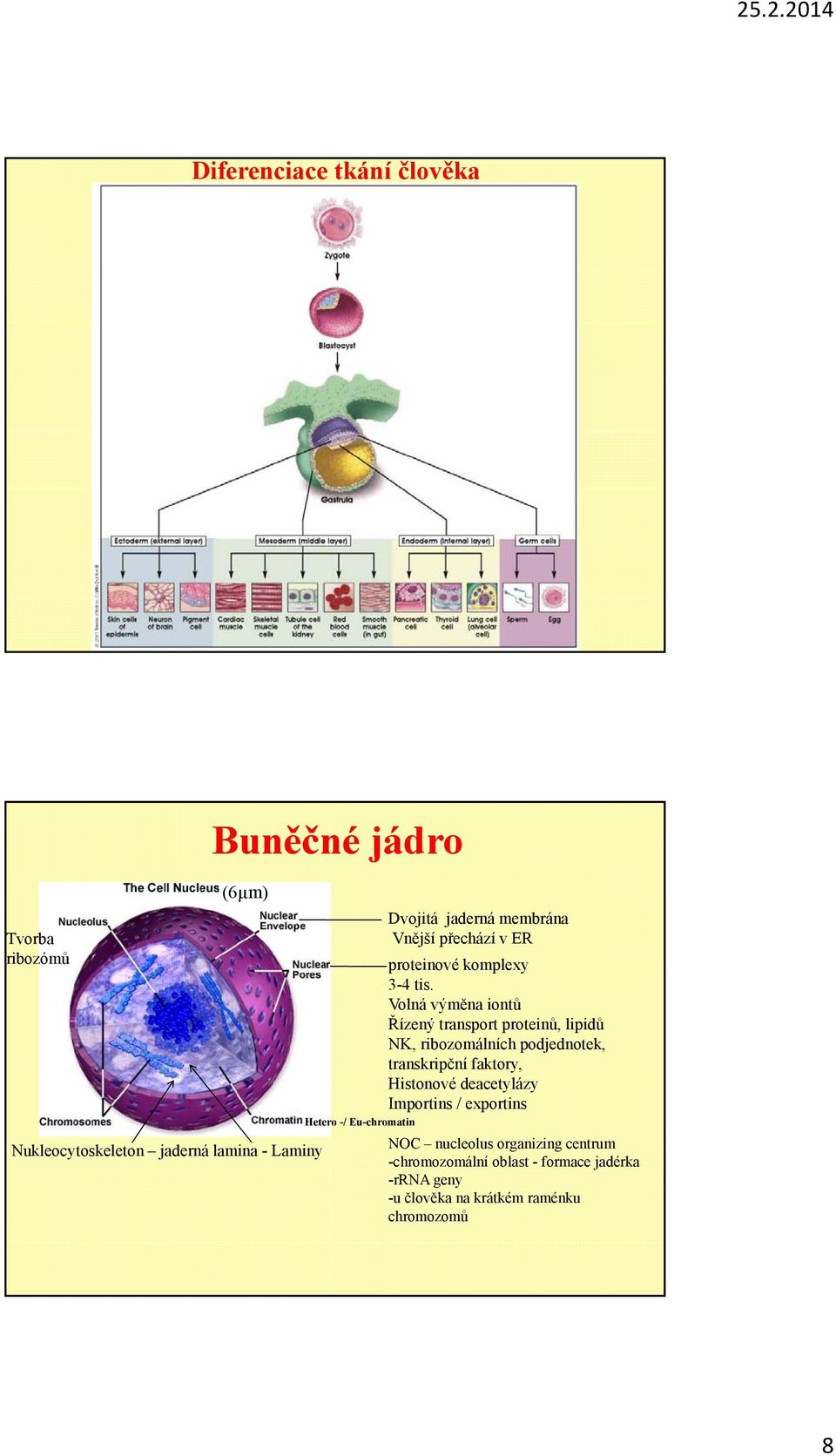Volná výměna iontů Řízený transport proteinů, lipidů NK, ribozomálních podjednotek, transkripční faktory, Histonové