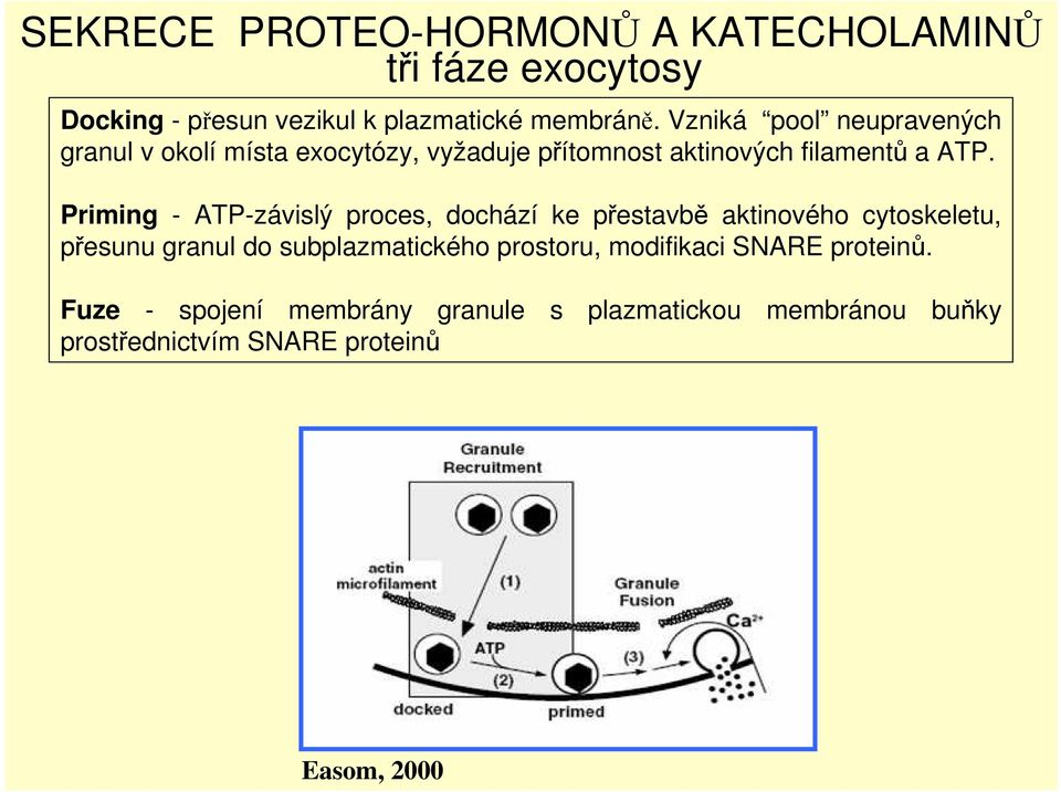Priming - ATP-závislý proces, dochází ke přestavbě aktinového cytoskeletu, přesunu granul do subplazmatického