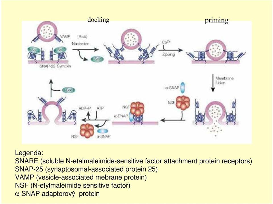 SNAP-25 (synaptosomal-associated protein 25) VAMP