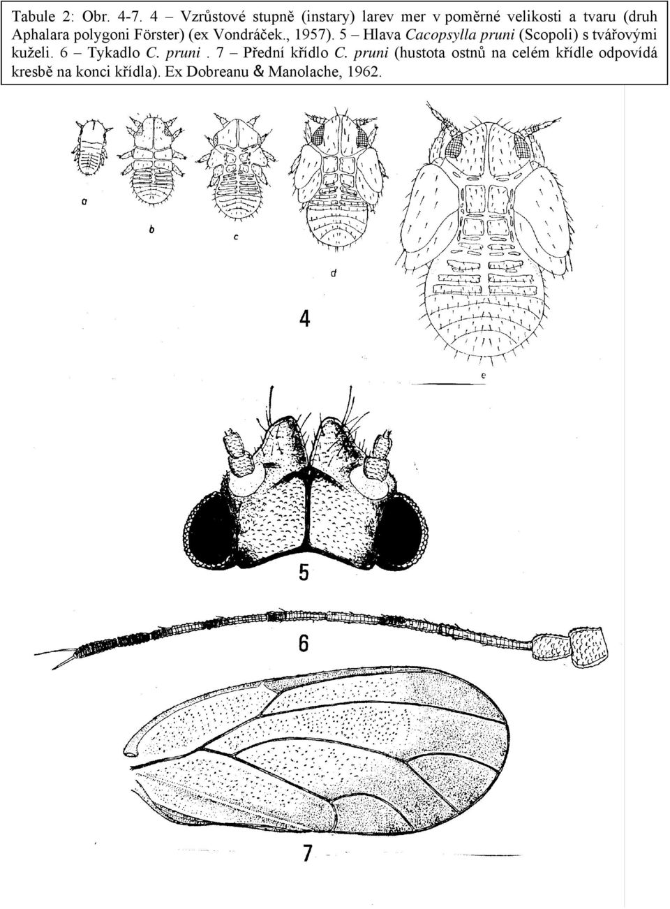 polygoni Förster) (ex Vondráček., 1957).