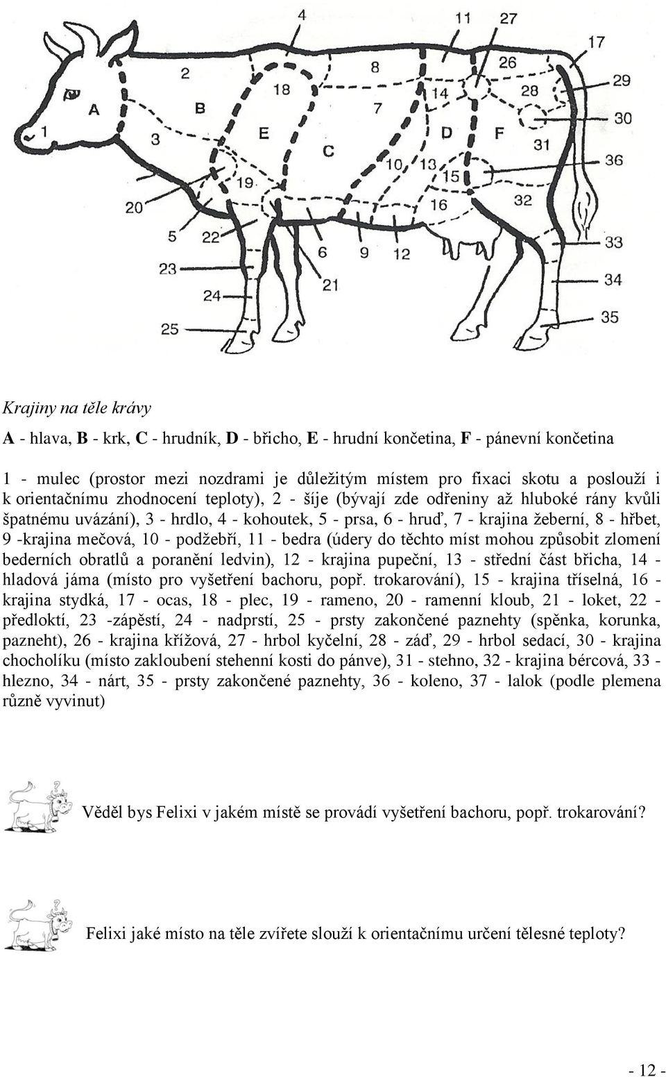 mečová, 10 - podţebří, 11 - bedra (údery do těchto míst mohou způsobit zlomení bederních obratlů a poranění ledvin), 12 - krajina pupeční, 13 - střední část břicha, 14 - hladová jáma (místo pro