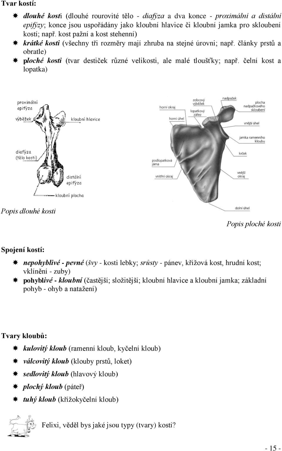 čelní kost a lopatka) Popis dlouhé kosti Popis ploché kosti Spojení kostí: nepohyblivé - pevné (švy - kosti lebky srůsty - pánev, kříţová kost, hrudní kost vklínění - zuby) pohyblivé - kloubní