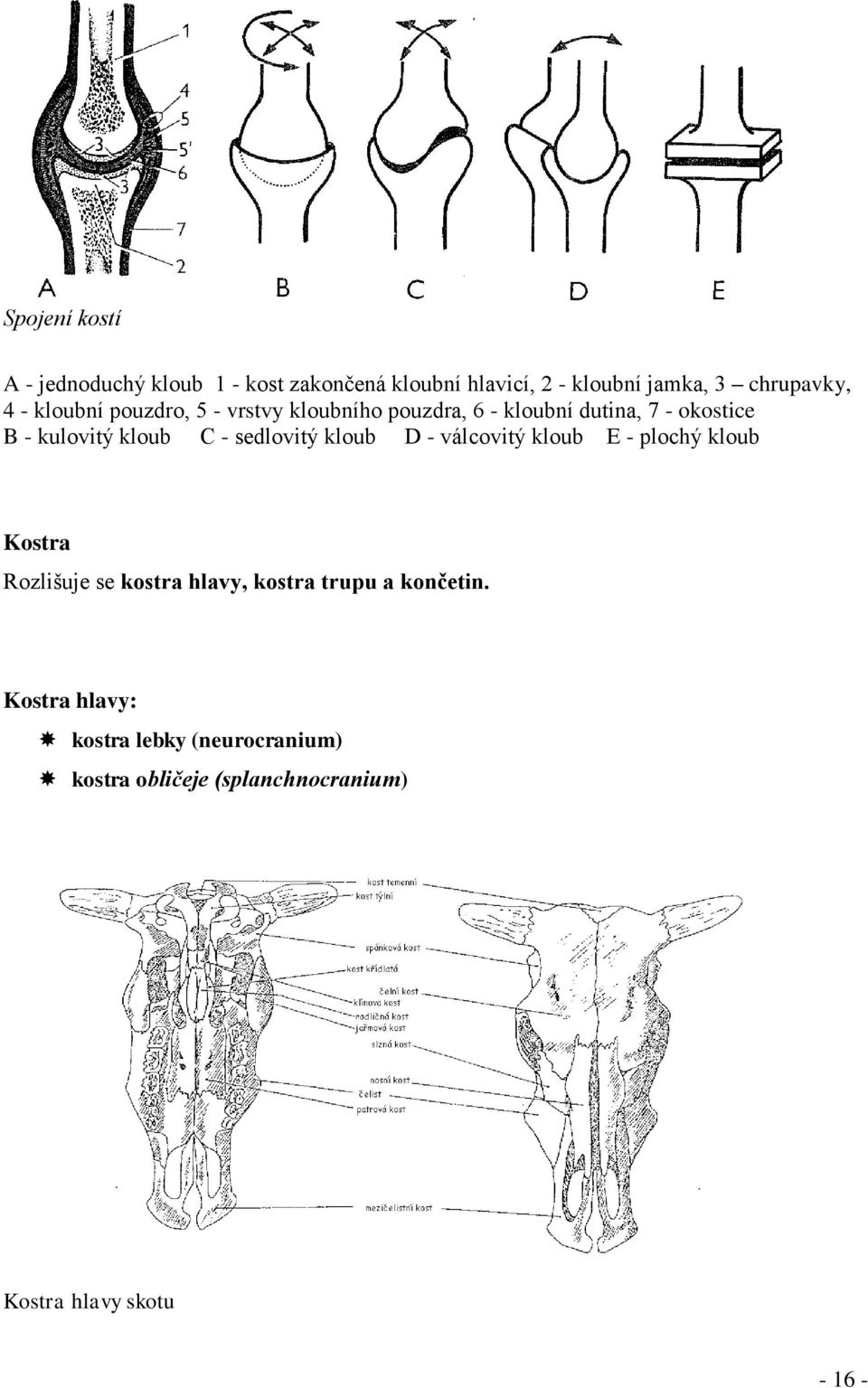 sedlovitý kloub D - válcovitý kloub E - plochý kloub Kostra Rozlišuje se kostra hlavy, kostra trupu a