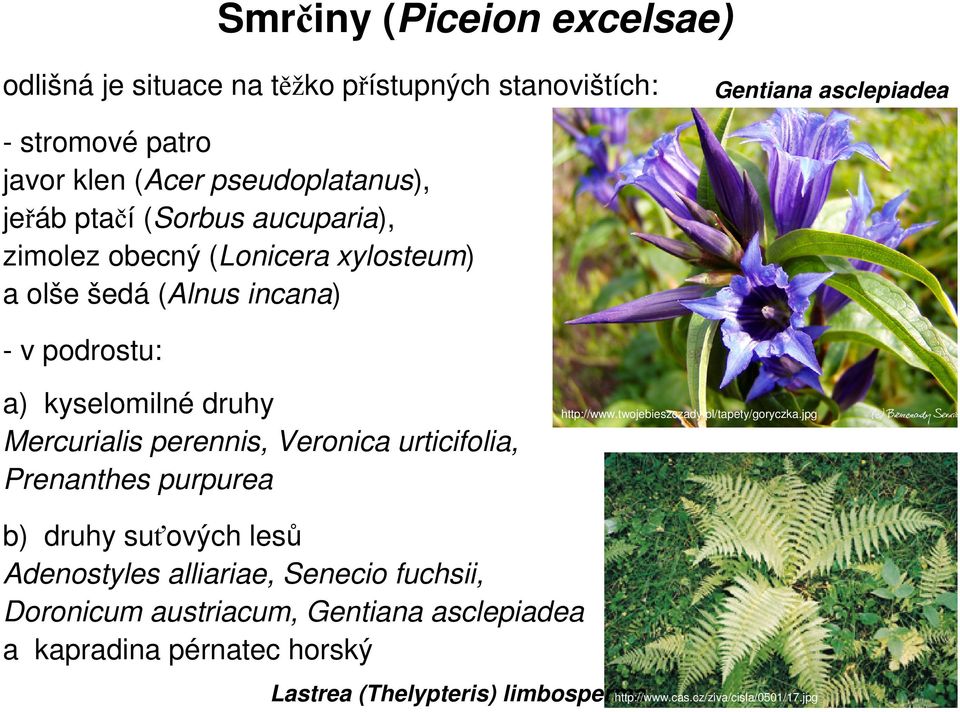 Mercurialis perennis, Veronica urticifolia, Prenanthes purpurea http://www.twojebieszczady.pl/tapety/goryczka.