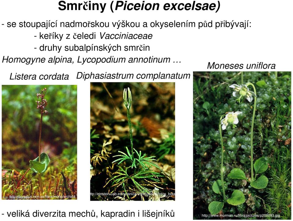 cordata Diphasiastrum complanatum http://linnaeus.nrm.se/flora/mono/orchida http://einstein.uab.