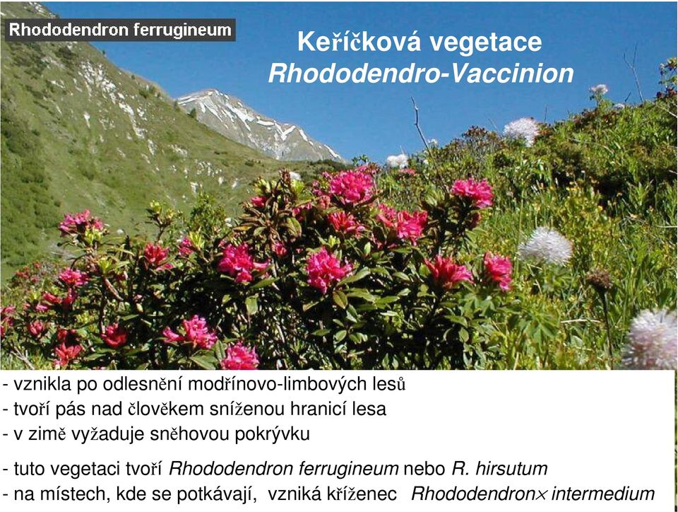 zimě vyžaduje sněhovou pokrývku - tuto vegetaci tvoří Rhododendron