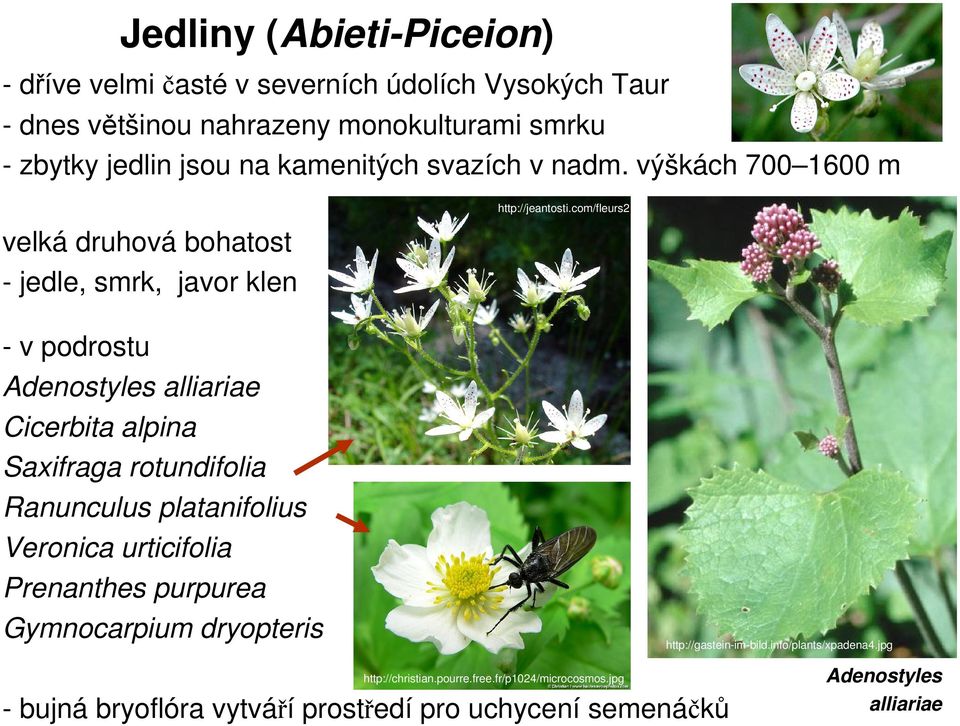 com/fleurs2 - v podrostu Adenostyles alliariae Cicerbita alpina Saxifraga rotundifolia Ranunculus platanifolius Veronica urticifolia Prenanthes purpurea