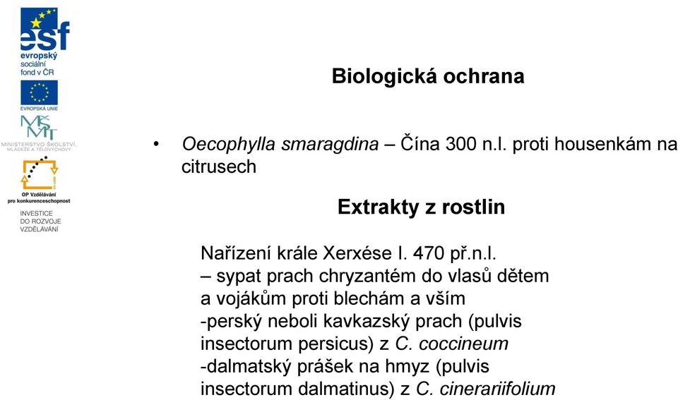 sypat prach chryzantém do vlasů dětem a vojákům proti blechám a vším -perský neboli