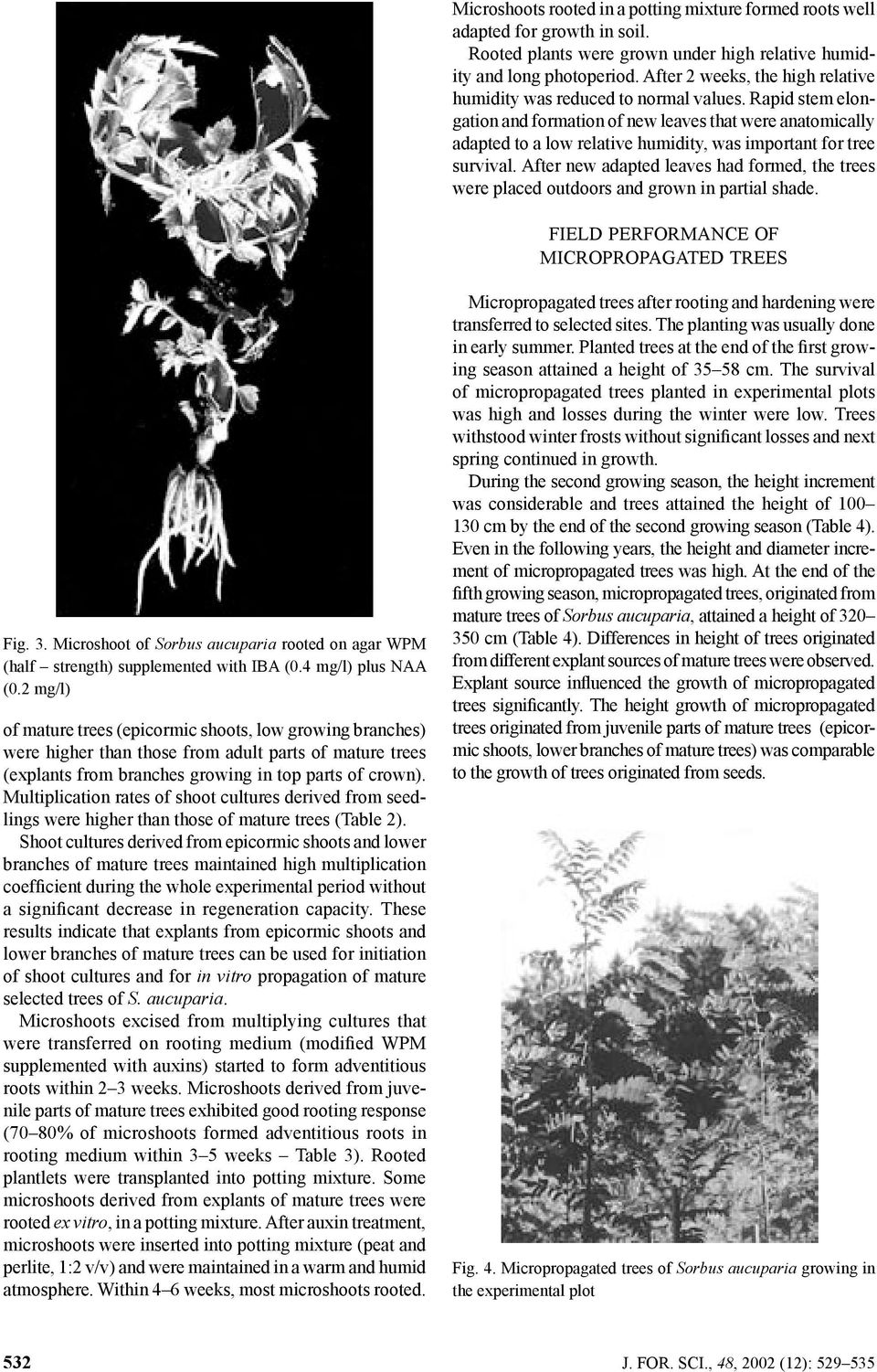 Rapid stem elongation and formation of new leaves that were anatomically adapted to a low relative humidity, was important for tree survival.