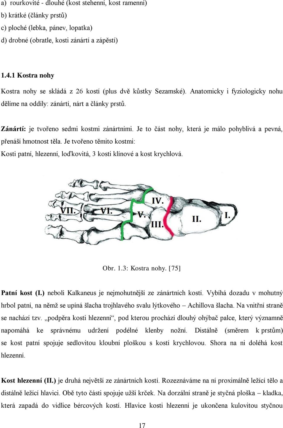 Je to část nohy, která je málo pohyblivá a pevná, přenáší hmotnost těla. Je tvořeno těmito kostmi: Kosti patní, hlezenní, loďkovitá, 3 kosti klínové a kost krychlová. Obr. 1.3: Kostra nohy.