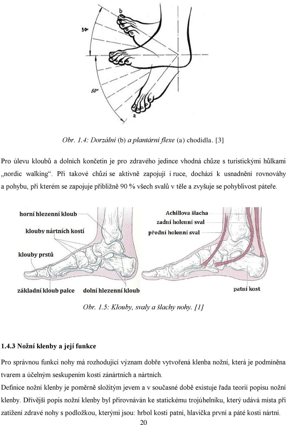 5: Klouby, svaly a šlachy nohy. [1] 1.4.