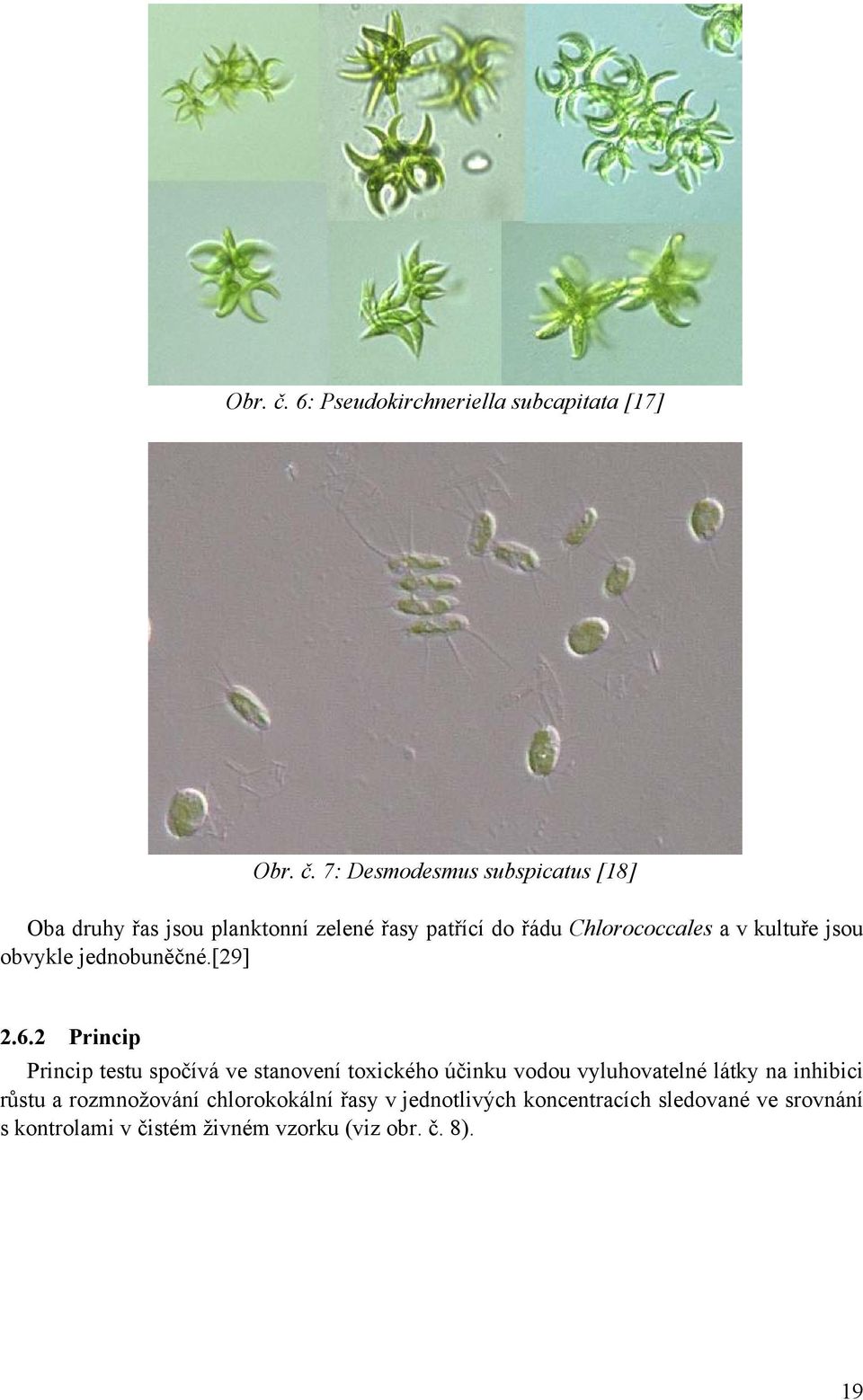 řasy patřící do řádu Chlorococcales a v kultuře jsou obvykle jednobuněčné.[29] 2.6.