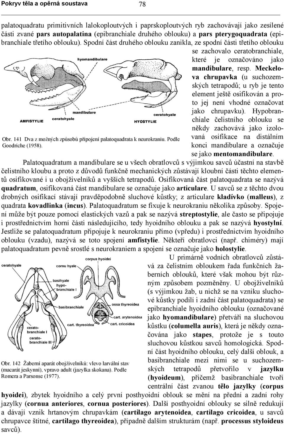 Meckelova chrupavka (u suchozemských tetrapodů; u ryb je tento element ještě osifikován a proto jej není vhodné označovat jako chrupavku).