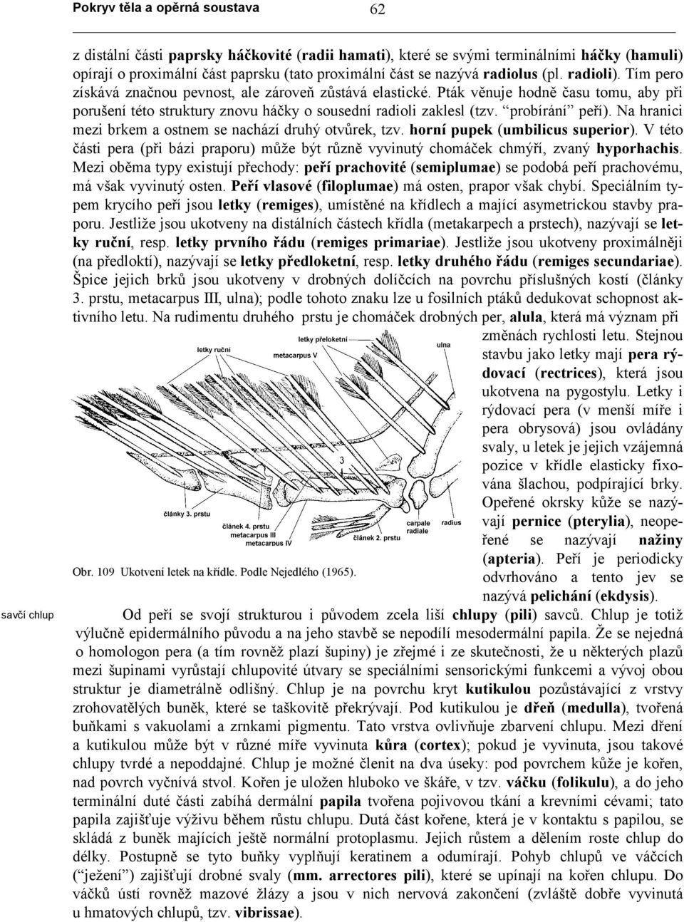 Na hranici mezi brkem a ostnem se nachází druhý otvůrek, tzv. horní pupek (umbilicus superior). V této části pera (při bázi praporu) může být různě vyvinutý chomáček chmýří, zvaný hyporhachis.